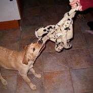 Labrador retriever King