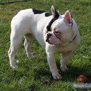 Fransk bulldog Tyson