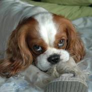 Cavalier king charles spaniel Basil
