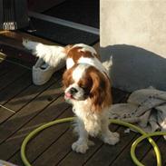 Cavalier king charles spaniel Basil