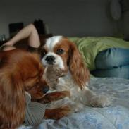 Cavalier king charles spaniel Basil