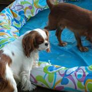 Cavalier king charles spaniel Basil