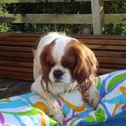 Cavalier king charles spaniel Basil