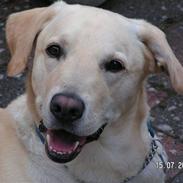 Blanding af racer Pluto