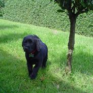 Labrador retriever Chilie