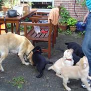 Labrador retriever Chilie