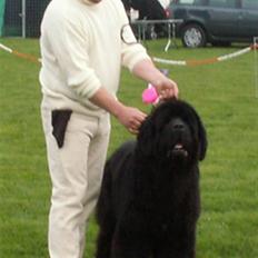 Newfoundlænder Al Capone