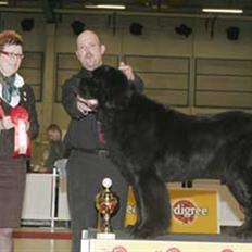 Newfoundlænder Al Capone