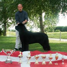 Newfoundlænder Al Capone