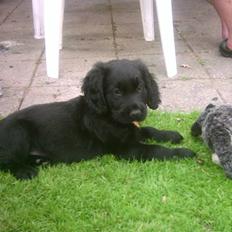 Blanding af racer Freja *Himmelhund*