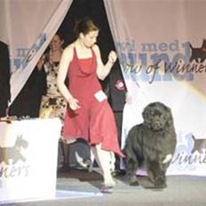 Newfoundlænder black houdini" lady pearl