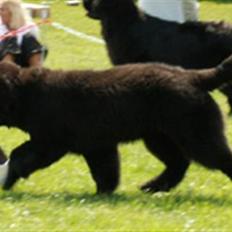 Newfoundlænder black houdini" lady pearl