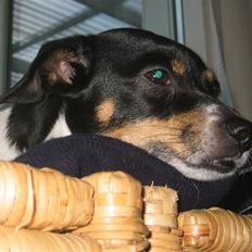 Dansk svensk gaardhund Sille