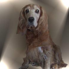 Cocker spaniel Fanny 98610  (Zenta)R.I.P