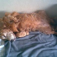 Cocker spaniel Fanny 98610  (Zenta)R.I.P