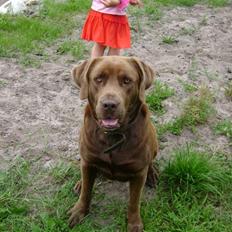 Blanding af racer Nala