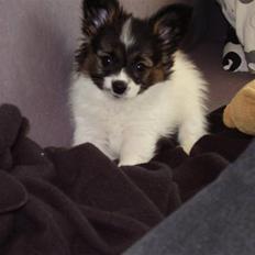 Papillon Ziva