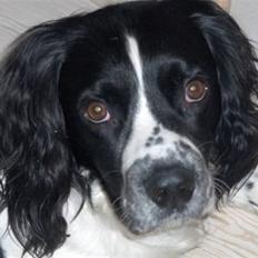 Engelsk springer spaniel Cika R.I.P ='(