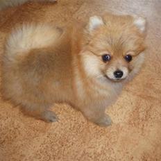 Pomeranian Zaphira