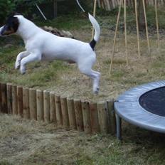 Jack russell terrier Louis