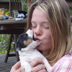 Jack russell terrier Louis