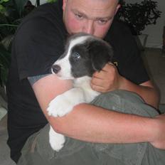 Border collie Azur