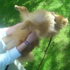 Pomeranian Muller Nielson