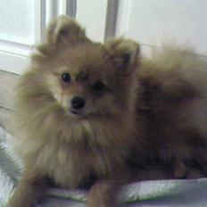 Pomeranian Muller Nielson