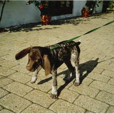 Korthåret hønsehund Zitta (DØD)