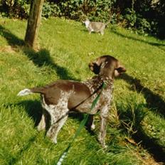 Korthåret hønsehund Zitta (DØD)