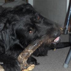 Blanding af racer Sandi