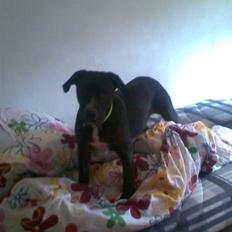 Amerikansk staffordshire terrier Bindi 