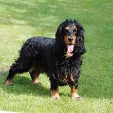 Cocker spaniel † Machri's Dr. Dolittel †