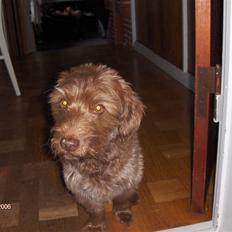 Blanding af racer Buster