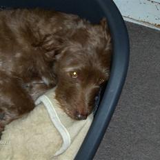 Blanding af racer Buster