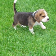 Beagle Anton