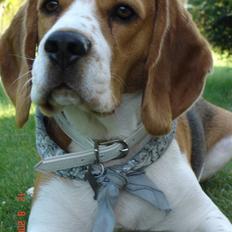 Beagle ANTON *Savner dig*