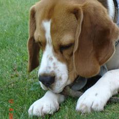 Beagle ANTON *Savner dig*
