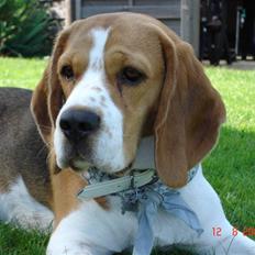 Beagle ANTON *Savner dig*