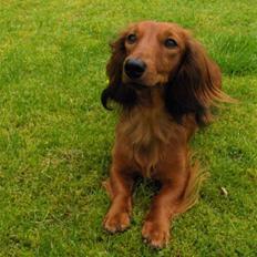 Gravhund Kildevangs Dominique/Mini