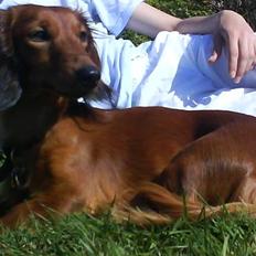 Gravhund Kildevangs Dominique/Mini