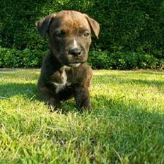 Blanding af racer Mille