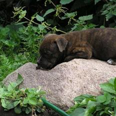 Blanding af racer Mille