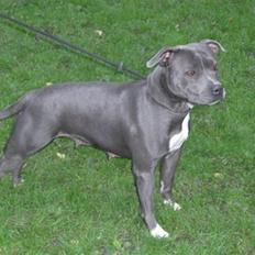 Staffordshire bull terrier Blue Blazer Girl