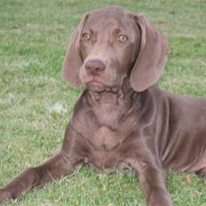 Blanding af racer Killa Starscream