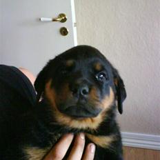 Rottweiler Tyson