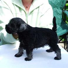 Dvaergschnauzer Nelli