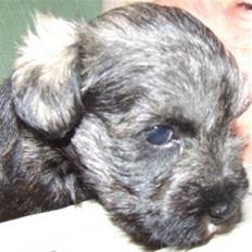 Dvaergschnauzer Nelli