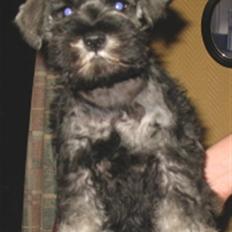 Dvaergschnauzer Nelli
