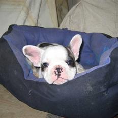 Fransk bulldog Elvis Lilo del Spica